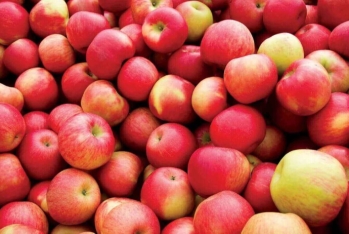 Azərbaycan 9 ayda xaricə 50 milyon dollarlıq alma ixrac edib