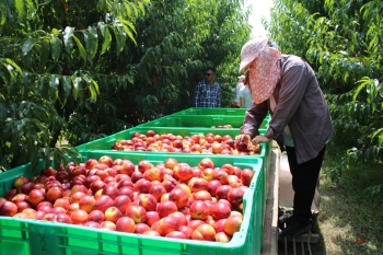 100 hektar yeni bağ, minlərlə ton məhsul: Şimal regionunun "qızıl dövrü" - FOTOLAR | FED.az