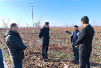 Aqrar Sığorta Fondunun sədri Ağsuda vətəndaşların müraicətlərini dinləyib, təsərrüfatlara baş çəkib
