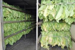 Qaxlı fermer: "Yaşıl tütünün qiymətinin artırılması - BİZİ ÇOX SEVİNDİRDİ" marağı da artıracaq