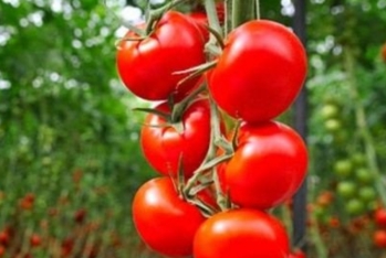 Bu il Azərbaycan Rusiyanın ən böyük pomidor - TƏDARÜKÇÜSÜ OLUB