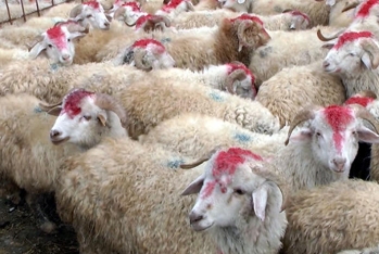 Qurbanlıq heyvanlar neçəyədir? - VİDEO