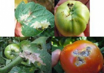 Pomidor istehsalı və ixracı ilə məşğul olan sahibkarlara - MÜRACİƏT!