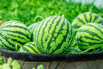Gömrük hərracında 17 ton qarpız satıldı - DETALLAR