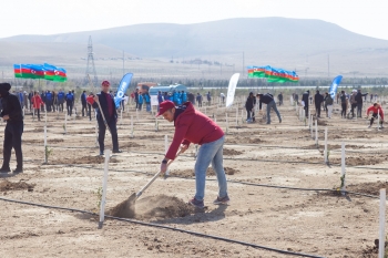 Сотрудники Kapital Bank приняли участие в акции по посадке деревьев | FED.az