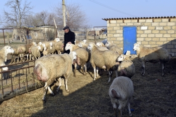 Bu qoyun cinsinin qiyməti 350-1500 manat arası dəyişir - FOTO | FED.az