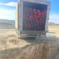 "AZ-AQRO FARM" MMC-nin və Şəmistan Əskərovun ölkəyə gətirdiyi 40 ton kartofda  - ZƏRƏRLİ ORQANİZM TAPILDI | FED.az