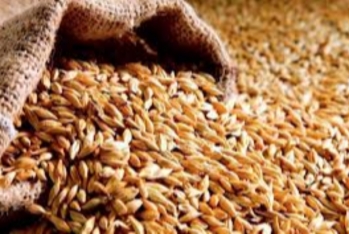 Buğda idxalı kəskin artıb - DƏYƏR 52%, MİQDAR 55% YÜKSƏLİB