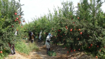 Saatlı narı Avropaya ixrac olunur - FOTOLAR | FED.az