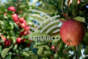 "Agrarco" işçi axtarır - VAKANSİYA