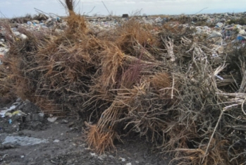 Türkiyədən Azərbaycana gətirilən şaftalı-nektarin tinglərində virus tapılıb