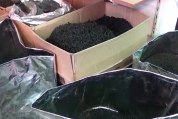 Azərbaycanda kilosu 400 manata yerli çay satılır - VİDEO