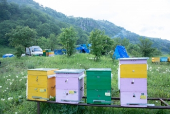 Qubada bu il 200 tona yaxın bal istehsal edilib
