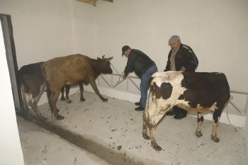 Talış kəndində sakinlərə aktivlər verilərək kiçik təsərrüfatlar yaradılıb - FOTOLAR | FED.az