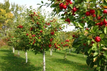 Bağçılığın inkişafı layihəsi üzrə güzəştli kredit ayrılıb