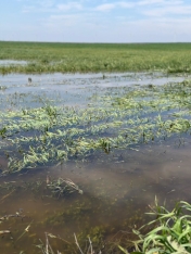 Çoxsaylı subasma hadisələri baş vermiş Şabranda fermerlərlə görüş keçirilib - FOTOLAR | FED.az
