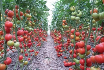 Şəmkir "parnik"lərinin Rusiyaya pomidor satmasına - İCAZƏ VERİLDİ - ŞİRKƏTLƏRİN SİYAHISI