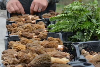 Azərbaycanda kiloqramı 40 manata satılan - NADİR GÖBƏLƏK | FED.az