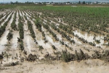 Qeyri-sabit hava səbəbindən Aqrar Sığorta Fonduna müraciətlər artıb