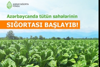 Azərbaycanda tütün sahələrinin sığortalanması başlayıb