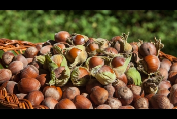 Fındıq milyonlar qazandırır: Azərbaycan fındığının xaricə satış - QİYMƏTİ 8 DOLLARI KEÇDİ