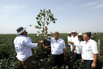"Prime Cotton" pambıqçılar üçün ənənəvi “Açıq Tarla Günü”nü keçirdi - FOTOLAR