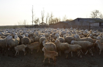 Bu qoyun cinsinin qiyməti 350-1500 manat arası dəyişir - FOTO | FED.az