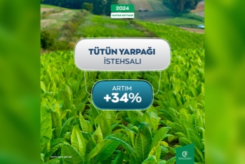 Tütün istehsalında 34% artım