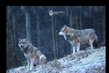 Aqrar Sığorta Fondu təsərrüfatlara vəhşi heyvan hücumları ilə bağlı fermerlərə çağırış edib