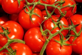AQTA pomidor ixracı ilə məşğul olan bəzi sahibkarların - Suallarına Aydınlıq Gətirib