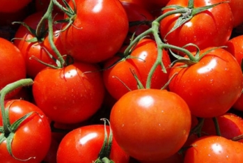 Azərbaycan pomidor ixracını - 41% ARTIRIB