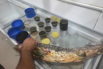 Qanunsuz nərə balığı və kürüsü satan şəxslərlə bağlı reydlər davam edir - FOTOLAR