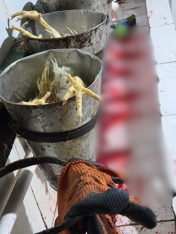 Toyuq ətini bu şəraitdə istehsal edirlərmiş - VİDEO | FED.az