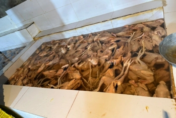 Xırdalanda 2 min ev quşunun qanunsuz kəsildiyi sex bağlandı