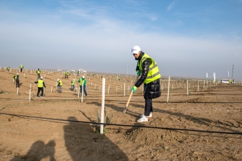 SOCAR Midstream ağacəkmə aksiyası keçirib - FOTOLAR | FED.az