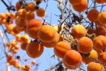 Dekabrda xaricə 36 milyon dollarlıq xurma ixrac olunub