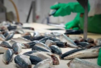 "Varvara Balıq”ASC-nin vergi borcu 234 min manatı ötüb