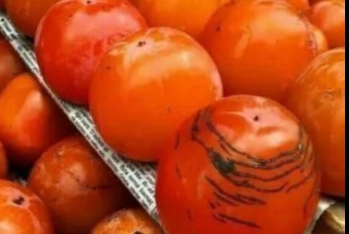 İmişlidə tonlarla xurma ağaclarda çürüyür - VİDEO