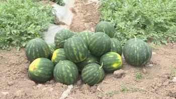 Kilosu 30 qəpikdir - Xarici bazarlara da satılır - FOTOLAR | FED.az