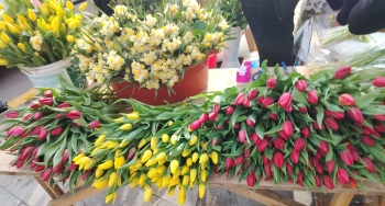 Qızılgül, tülpan, nərgizgülü və …”Teddi”lər – [red]BAKIDA 8 MART HƏDİYYƏLƏRİ [/red] | FED.az