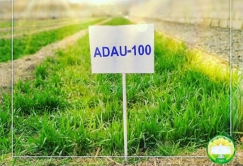 “ADAU-100” buğda - SORTU YETİŞDİRİLİR