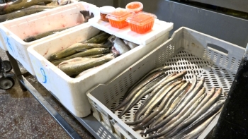 8-ci km bazarında balıq kürüsü satışında ciddi nöqsanlar aşkarlanıb - FOTOLAR | FED.az