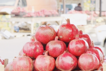Göyçayda nar yığımına start verilib - Qiymətlər 80 qəpik - 1 manata qədər yüksəlib
