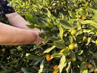 Yığıma başlanıldı - Qiyməti 1-1,50 manat arasıdır - Bayramda arta bilər - FOTOLAR | FED.az