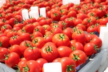 Azərbaycanın xaricə satdığı pomidor 8% - UCUZLAŞIB