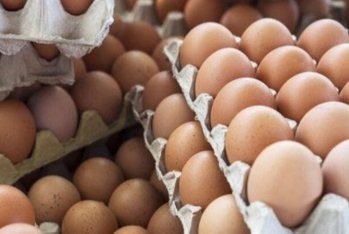 Azərbaycan bu il ABŞ-a 33 milyondan çox yumurta ixrac edib