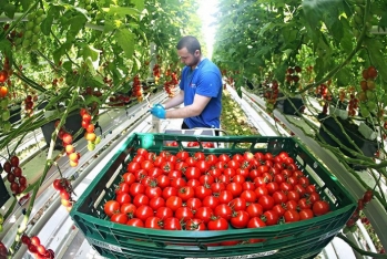 Rusiyada «parnik» pomidorlarının istehsalı - REKORD VURDU