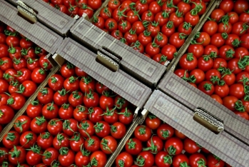Rusiya Azərbaycanın ixrac etdiyi 17 ton pomidoru - GERİ QAYTARDI