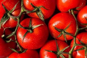 Rusiya Azərbaycandan pomidor idxalına - İCAZƏ VERDI