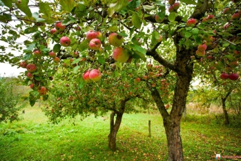 Azərbaycanın alma ixacından qazancı 36 milyon manata yaxınlaşıb